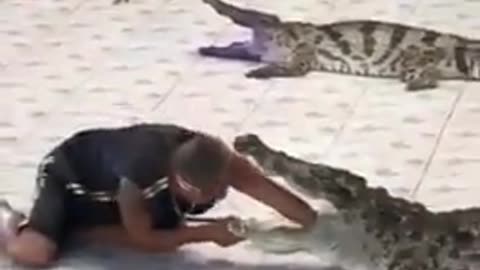 Crocodile attacks Man
