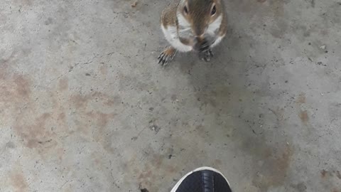 Greedy little squirrel