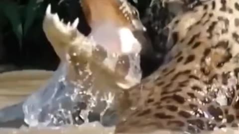 Crocodile was Helpless before this jumping Tiger