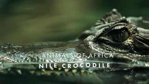 Animals of Africa, Nile Crocodile_Cut.mp4
