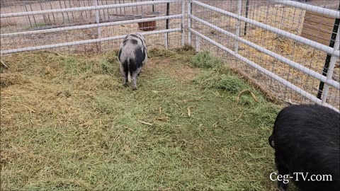 Graham Family Farm: New Hog Shelter