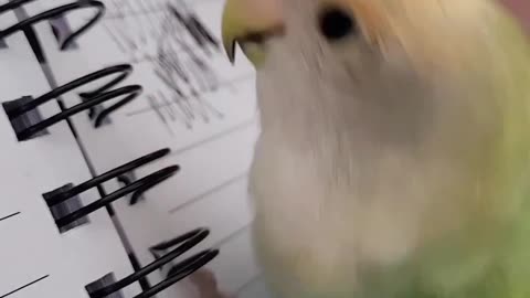 Parrot hilariously imitates scribbling pen