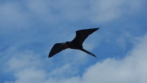 Ecuador- Frigate bird in flight, Galapagos