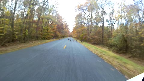 Wild Turkey and Deer Ride on a Fall Day