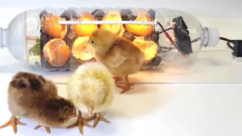Less than a month old baby chicks, so cute.