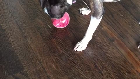 Boston Terrier enjoys a California Peach