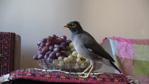 Oh, how these funny birds love delicious, sweet red and green grapes.