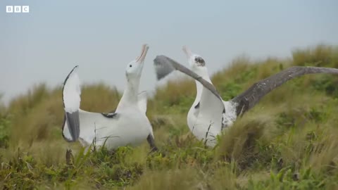 Male albatrosses pair for life | Frozen Planet II | BBC Earth