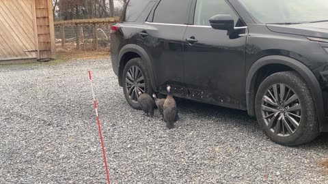 Guinea Fowl vs Car Reflection 11.2022