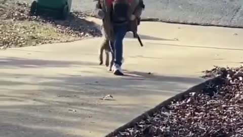 AMAZING DOG WAITED HIS BESTFRIEND COMING DOWN FROM THE BUS.mp4