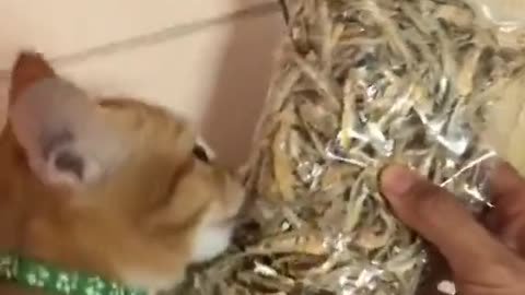 Cat Slaps Other Cat When They Don’t Let go of Owner's Food Packet