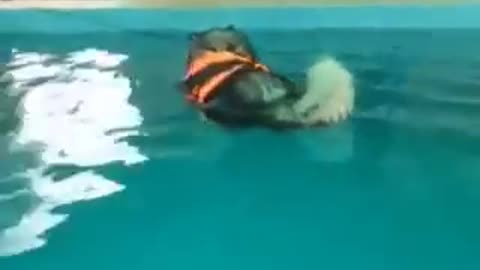 This Husky Is very tired to swim