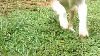 My crazy dog | My dog's play time with coconut husk| funny dogs