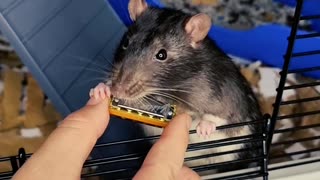 Talented Rat Plays Tiny Harmonica