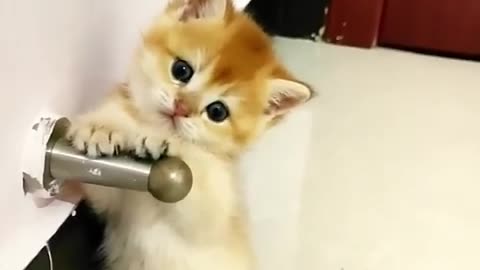 OMG Cuteness Overloaded Super Cuteness Kitty Cats Shorts Videos