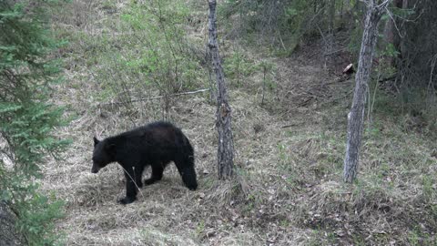 Curious Black Bear