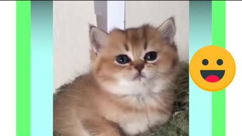 FUNNY & CUTE KITTEN WITH CUTE SOUND | BE LOVELLY WITH THIS KITTEN 😚😚😚