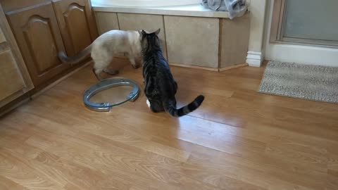 How 2 Cat Brothers Rumble