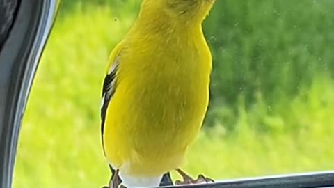 Golden Finch Checking Us Out