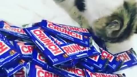 Cat keeps an eye on chocolate