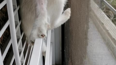 Kitten Loves to Climb Window
