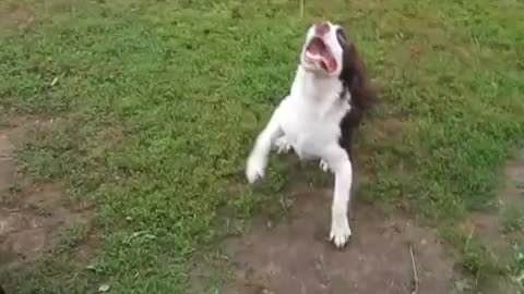 Blind dog plays fetch