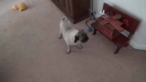 Toto Gets Excited to See The Abuelos