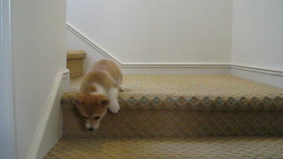 Corgi Puppy Conquers Stairs For First Time