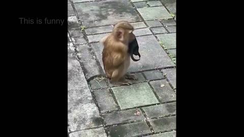 Totally random funny animals of day try not to laugh 2022