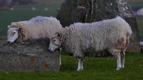 flock of sheep playing