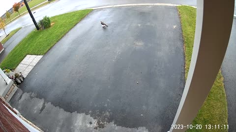 Hawk Attack Caught on Driveway Cam