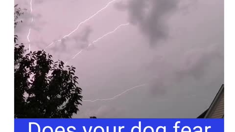 Do your dogs fear thunder?