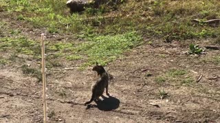 Ninja Cat Hunts Dragonfly