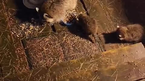 Baby raccoons scrappy with each other. #shorts