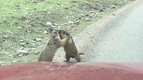Famous scene! Netizens photographed two groundhogs fighting hahahaha...