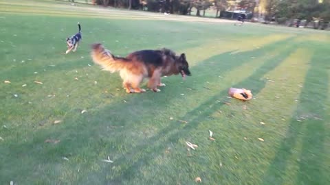 snowbear takes on german shepherd