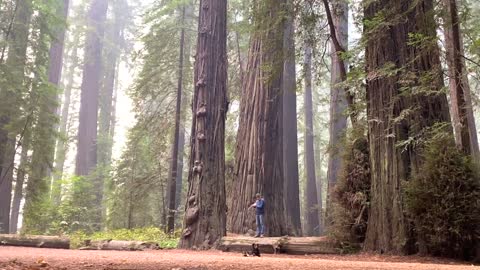 Mateo Monk - Bansuri Improvisation In The California Redwoods