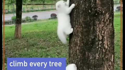 Cats Grow on Trees