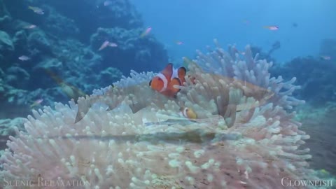 The Ocean 4K - Scenic Wildlife Film With Calming Music