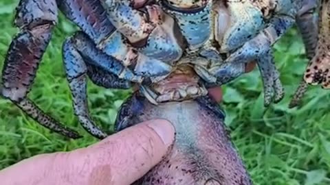 Coconut Crab! #animals #nature #shorts