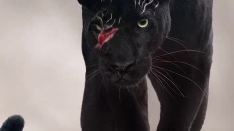 Black Leopard 🐆 (Video For you animals lovers)