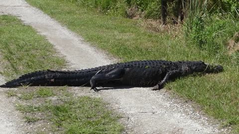 Gator Parade! Big & Small Cross Paths in Stunning Trail Encounter