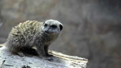 Meerkat in simulated environment cage 4k