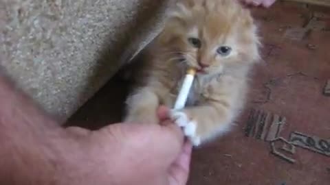 Kitten Won't Give Up Cigarettes