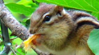 Chipmunk