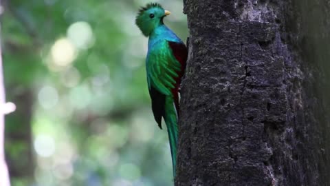 Resplendent quetzals birds