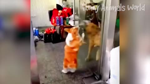 Funny Dogs And Cats Videos 2023 😅👌 Best Animal Videos😄 #5