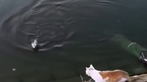 Cat stealing fish