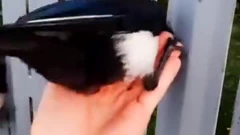 Why these birds got stuck in the fence?!