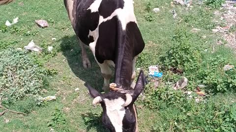 Cow Eating Grass